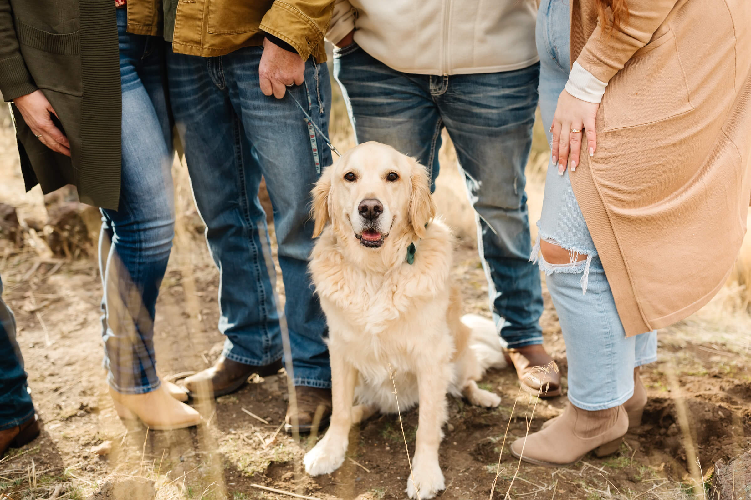 golden retriever with dark green bowtie looking at camera during smith rock family photoshoot